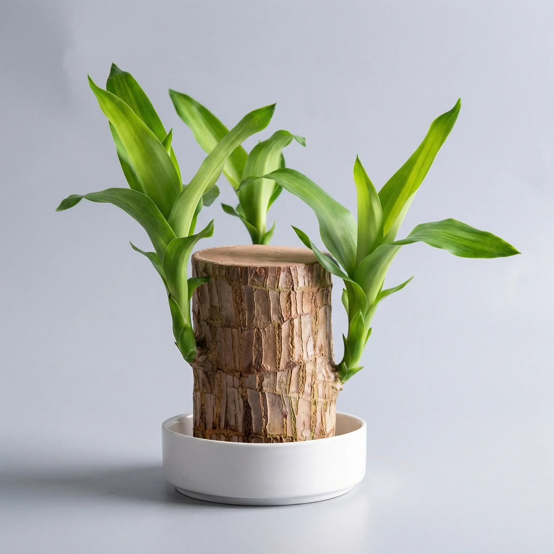 Nem pleje grøn indendørs plante med naturlig stamme i stilfuld skål. Ideel dekoration til hjemmet.