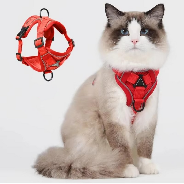 Kat i reflekterende sele og snor, klar til sikker gåtur udendørs i tusmørke.
