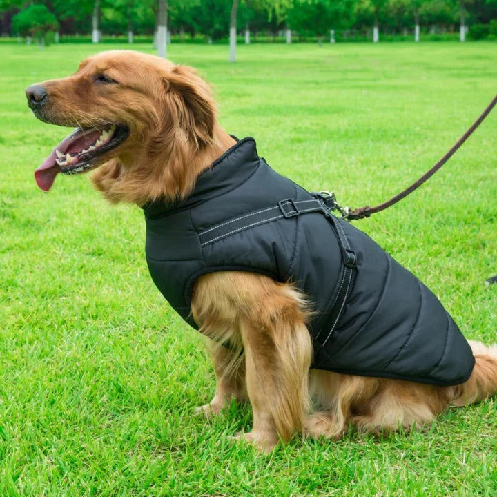 Få en varm hund i den vandafvisende vinterjakke med integreret sele; sikker og synlig i mørket.