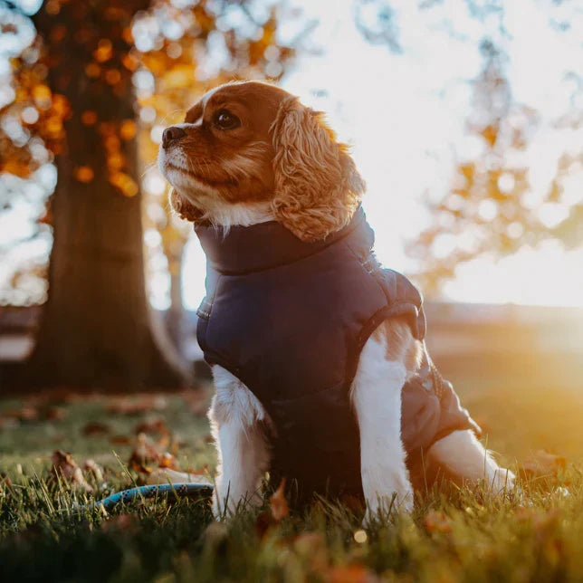 Komfortabel hundejakke med indbygget sele; det perfekte 3-i-1 hundeudstyr til vinteren.