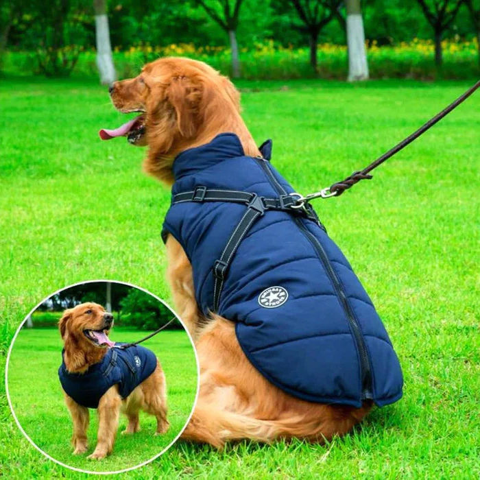 Glad hund leger i sneen iført slidstærk FrostGuard vinterjakke. Vandtæt og varmt hundetøj til eventyr.